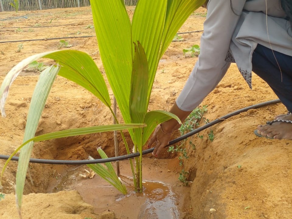 Drip Irrigation for Coconut Plants