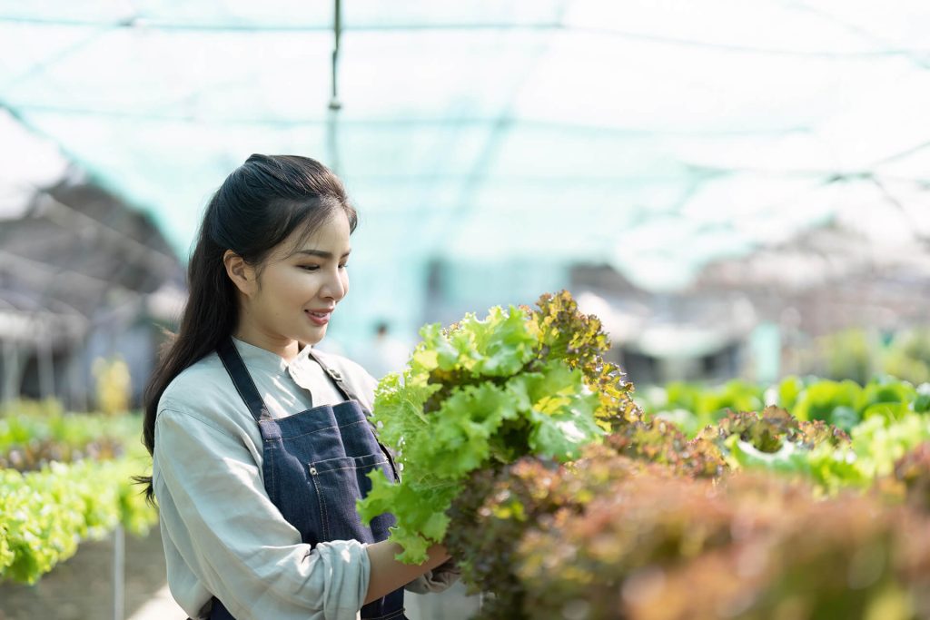 asian-women-grow-hydroponics-vegetables-in-greenho-2023-03-09-21-14-11-utc.jpg