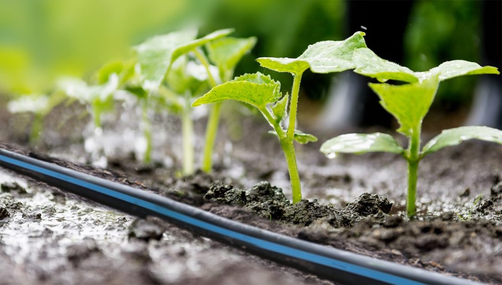 agroplus