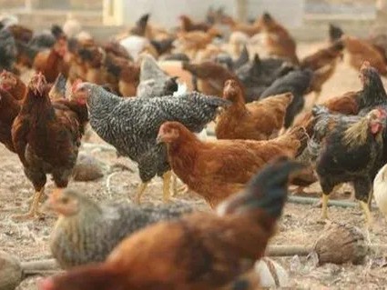 Livestock Poultry Supply