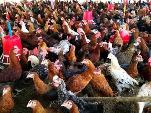 healthy-poultry-country-chicken-007