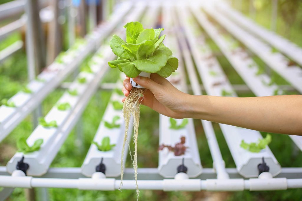hydroponics-method-of-growing-plants-using-mineral-2022-11-24-21-38-34-utc.jpg