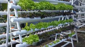 AGRO PLUS PVT LTD – Revolutionizing Modern Agriculture with Hydroponics