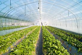 Greenhouses for Controlled-Environment Agriculture
