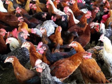 pannduu-poultry-farms-ramanthapur-hyderabad-poultry-farms-nr69lchwf5-250