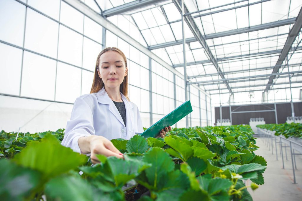 scientist-working-in-indoor-organic-strawberry-agr-2023-04-03-19-25-47-utc.jpg