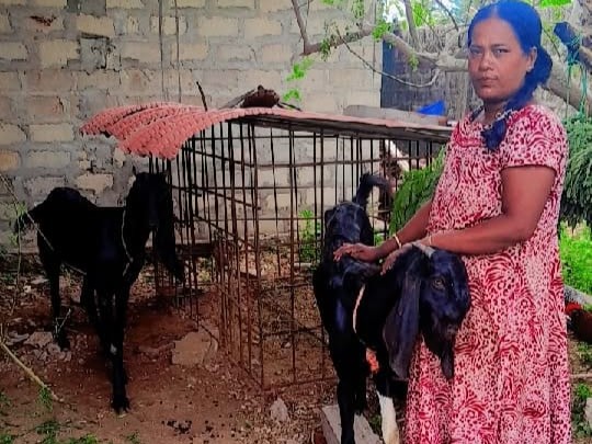 Goat Supply in Jaffna