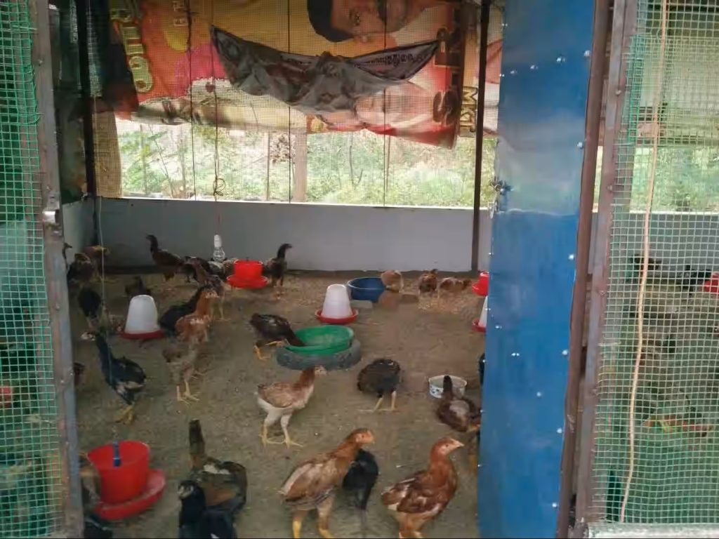 ns-pannai-vilacheri-madurai-poultry-farms-vzmsz