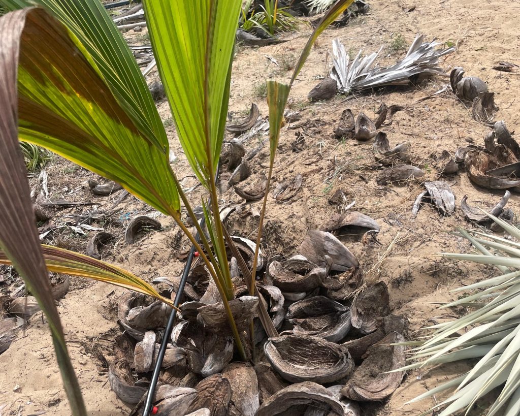 Drip Irrigation System for Coconut Trees
